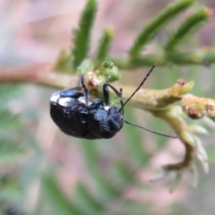 Aporocera (Aporocera) scabrosa (Leaf beetle) at Tidbinbilla Nature Reserve - 7 Mar 2021 by Christine