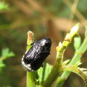 Aporocera (Aporocera) scabrosa at Paddys River, ACT - 8 Mar 2021