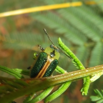 Calomela bartoni (Acacia Leaf Beetle) at Paddys River, ACT - 8 Mar 2021 by Christine