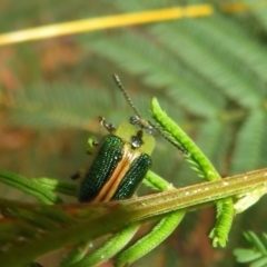 Calomela bartoni (Acacia Leaf Beetle) at Paddys River, ACT - 7 Mar 2021 by Christine