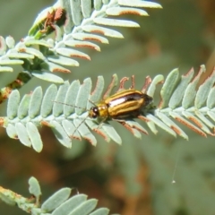 Monolepta froggatti (Leaf beetle) at Paddys River, ACT - 7 Mar 2021 by Christine