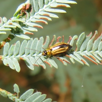 Monolepta froggatti (Leaf beetle) at Paddys River, ACT - 8 Mar 2021 by Christine