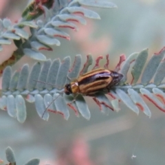 Monolepta froggatti at Paddys River, ACT - 8 Mar 2021