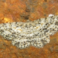 Ectropis (genus) (An engrailed moth) at Paddys River, ACT - 7 Mar 2021 by Christine