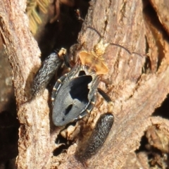 Ptilocnemus lemur (Feathered leg assassin bug) at Tidbinbilla Nature Reserve - 7 Mar 2021 by Christine