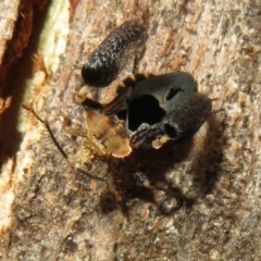 Ptilocnemus lemur at Paddys River, ACT - 8 Mar 2021 09:56 AM