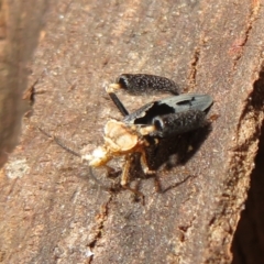 Ptilocnemus lemur at Paddys River, ACT - 8 Mar 2021 09:56 AM