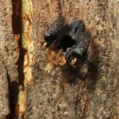 Ptilocnemus lemur at Paddys River, ACT - 8 Mar 2021 09:56 AM