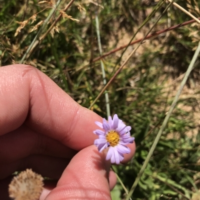 Brachyscome scapigera (Tufted Daisy) at Kosciuszko National Park - 6 Mar 2021 by Tapirlord