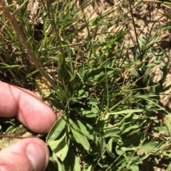 Brachyscome scapigera at Tantangara, NSW - 6 Mar 2021 03:11 PM