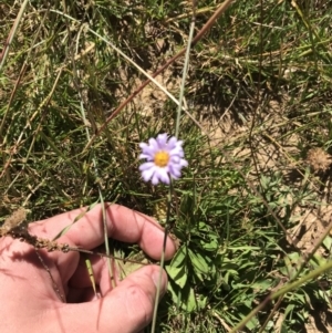 Brachyscome scapigera at Tantangara, NSW - 6 Mar 2021 03:11 PM