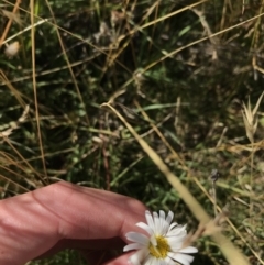 Brachyscome aculeata (Hill Daisy) at Tantangara, NSW - 6 Mar 2021 by Tapirlord