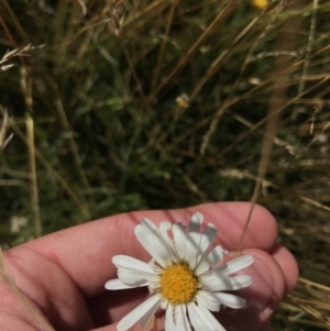 Brachyscome aculeata at Tantangara, NSW - 6 Mar 2021