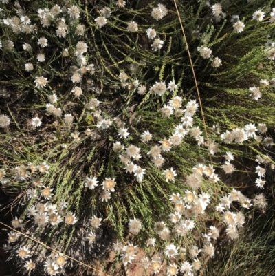 Rhodanthe anthemoides (Chamomile Sunray) at Bimberi, NSW - 6 Mar 2021 by Tapirlord