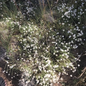 Rhodanthe anthemoides at Bimberi, NSW - 6 Mar 2021