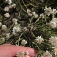 Rhodanthe anthemoides at Bimberi, NSW - 6 Mar 2021 03:24 PM