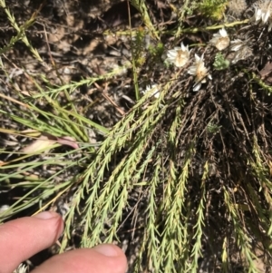 Rhodanthe anthemoides at Bimberi, NSW - 6 Mar 2021 03:24 PM