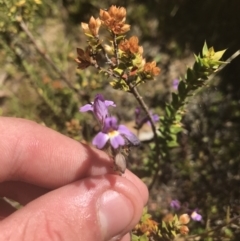 Euphrasia caudata (Tailed Eyebright) at Kosciuszko National Park - 6 Mar 2021 by Tapirlord