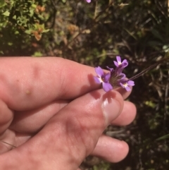 Euphrasia caudata at Bimberi, NSW - 6 Mar 2021 03:30 PM