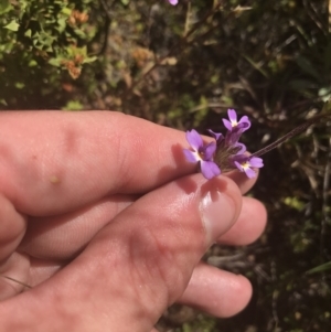 Euphrasia caudata at Bimberi, NSW - 6 Mar 2021