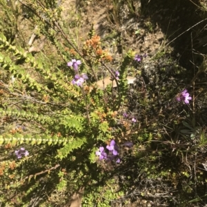 Euphrasia caudata at Bimberi, NSW - 6 Mar 2021 03:30 PM