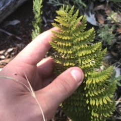 Polystichum proliferum (Mother Shield Fern) at Kosciuszko National Park - 6 Mar 2021 by Tapirlord