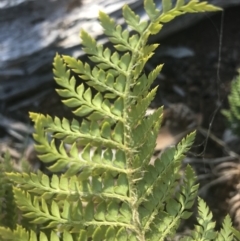 Polystichum proliferum at Bimberi, NSW - 6 Mar 2021 03:30 PM