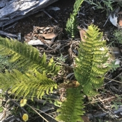 Polystichum proliferum at Bimberi, NSW - 6 Mar 2021
