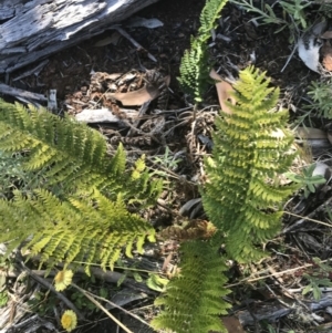 Polystichum proliferum at Bimberi, NSW - 6 Mar 2021