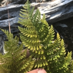 Polystichum proliferum at Bimberi, NSW - 6 Mar 2021