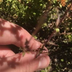 Polystichum proliferum at Bimberi, NSW - 6 Mar 2021