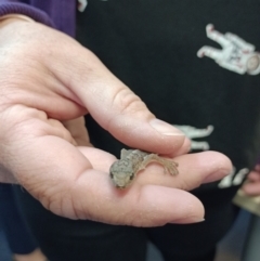 Christinus marmoratus (Southern Marbled Gecko) at Albury - 9 Mar 2021 by AlburyCityEnviros