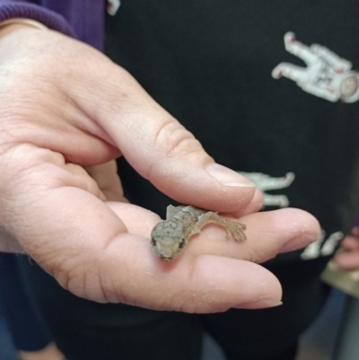 Christinus marmoratus (Southern Marbled Gecko) at Albury - 8 Mar 2021 by alburycityenviros