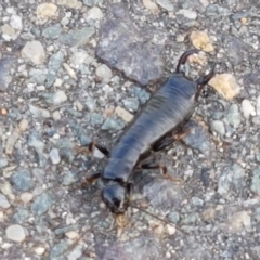 Anisolabididae (family) (Unidentified wingless earwig) at Lyneham Wetland - 10 Mar 2021 by trevorpreston