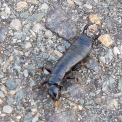 Anisolabididae (family) (Unidentified wingless earwig) at Lyneham Wetland - 9 Mar 2021 by tpreston