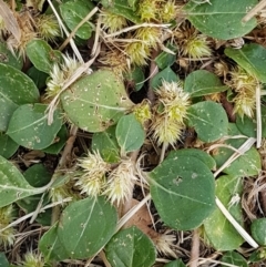 Alternanthera pungens (Khaki Weed) at O'Connor, ACT - 10 Mar 2021 by trevorpreston