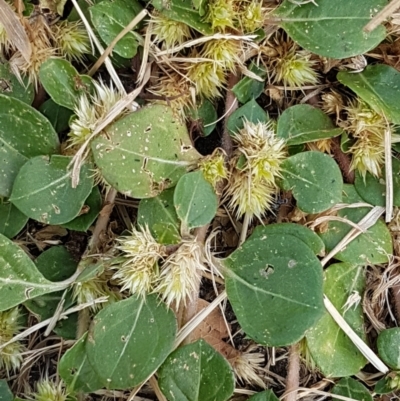 Alternanthera pungens (Khaki Weed) at Lyneham Wetland - 9 Mar 2021 by tpreston