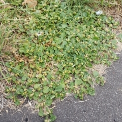 Alternanthera pungens at O'Connor, ACT - 10 Mar 2021