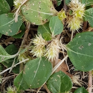 Alternanthera pungens at O'Connor, ACT - 10 Mar 2021