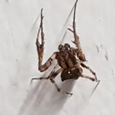 Australomimetus sp. (genus) (Unidentified Pirate spider) at Lyneham, ACT - 9 Mar 2021 by trevorpreston