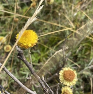 Coronidium sp. at Paddys River, ACT - 8 Mar 2021