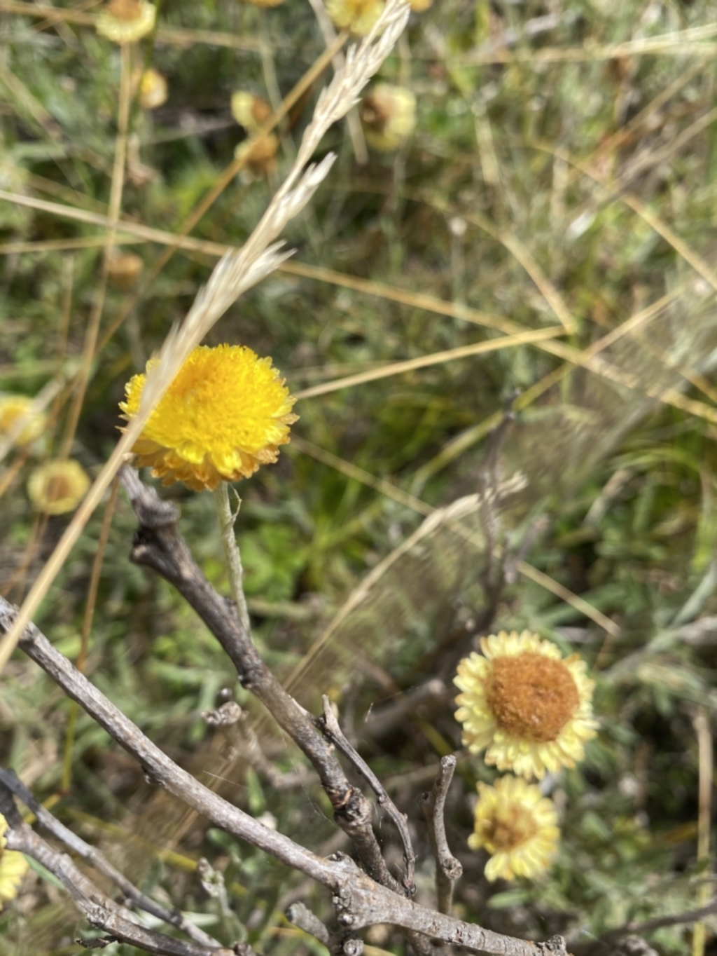 Coronidium gunnianum at Paddys River, ACT - 8 Mar 2021