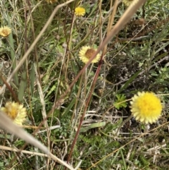 Coronidium sp. at Paddys River, ACT - 8 Mar 2021