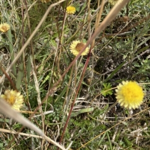 Coronidium sp. at Paddys River, ACT - 8 Mar 2021