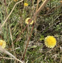 Coronidium sp. at Paddys River, ACT - 8 Mar 2021