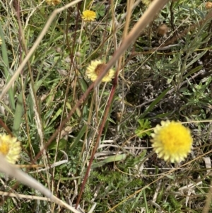 Coronidium sp. at Paddys River, ACT - 8 Mar 2021 12:20 AM