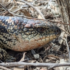 Tiliqua nigrolutea (Blotched Blue-tongue) at Currawang, NSW - 9 Mar 2021 by camcols