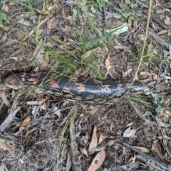 Tiliqua nigrolutea at Currawang, NSW - 10 Mar 2021