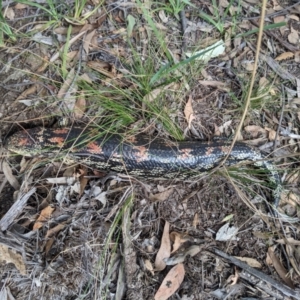 Tiliqua nigrolutea at Currawang, NSW - 10 Mar 2021