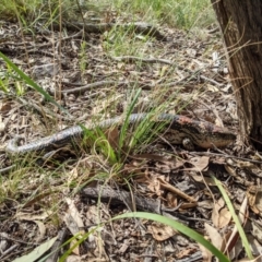 Tiliqua nigrolutea at Currawang, NSW - 10 Mar 2021